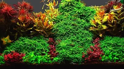 £8 • Buy 20 Live Aquarium Aquatic Tropical Fish Tank Plants Plant Coldwater Bunched Fresh