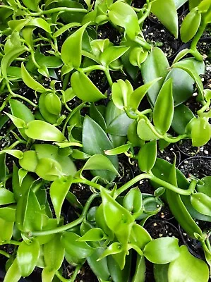 $11 • Buy Vanilla Bean Orchid Fruit Tree 1 X PLANT Vanilla Planifolia Tubestock
