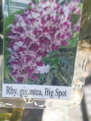 Orchid Vanda Rhynchostylis Gigantea Big Spot Fragrant Tropical Hanging Plant • $43.95