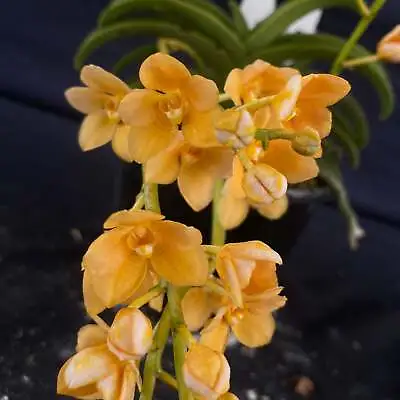 $55 • Buy Select Barrita Orchids Sarcochilus INDP/171