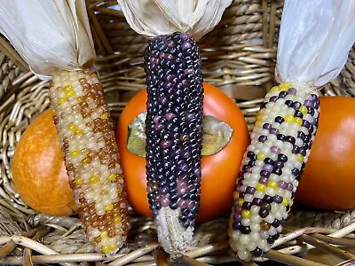 Fall Harvest Festival Decor Farmhouse Display MINI INDIAN CORN Lot Of 3 PROP L86 • $19.95