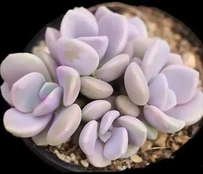 Graptopetalum Roma  Graptoveria Margaret Rose 5cm Diameter  🏵️limit One Buy   • $4