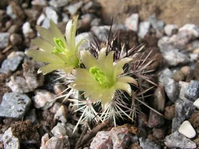 Echinocereus Davisii (10 SEEDS) Rare Cactus Samen Graine Semi Korn 種子 씨앗 Семена • $4.50