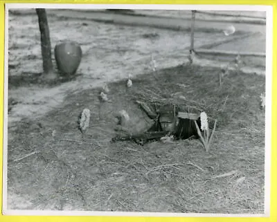 1965 Fort Bragg Viet Cong Sniper Pit Green Beret 8x10 Press Photo #4 • $33.99