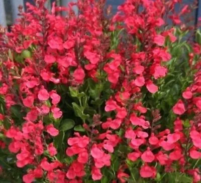 3 X Salvia Flammenn Plug Plants Aromatic Sage Perennial Crimson Red Flowers • £9.95
