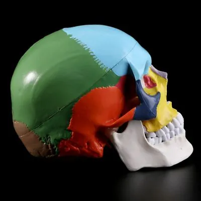 Life Size Colorful Human Skull Model Anatomical Anatomy Medical Teach Skeleton • $43.69