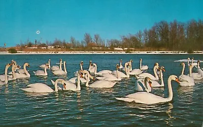 Swans Of Northern Michigan - Vintage Unposted Postcard Animals / Birds • $3.95