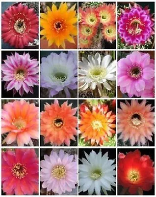 ECHINOPSIS Variety Mix Exotic Hybrid Flowering Cacti Cactus Shick Seed 100 SEEDS • $19.85