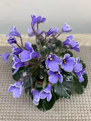 African Violet Plant  “N-Lesnoi Rodnik” Miniature • $8.99