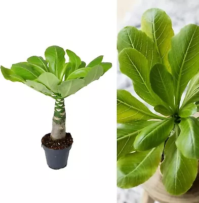 Brighamia Insignis 'Hawaiian Palm' - Tropical Indoor Plant In 12cm Pot • £19.99