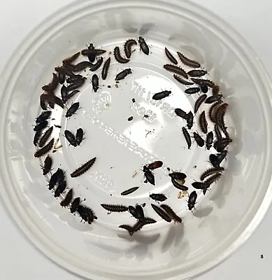 100 Ct. Dermestid Beetle Colony For Insect Breeding & Taxidermy • $38