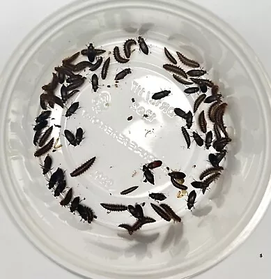 50 Ct. Dermestid Beetle Colony For Insect Breeding & Taxidermy • $22