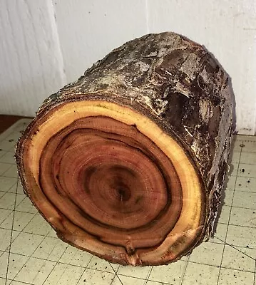 One Long Hawaiian Milo Wood Log~ 5 2/3  X 5 I/3  ~ Bowl Turning (#283) • $30