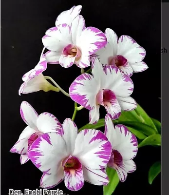 $25 • Buy FPOrchids Dendrobium Orchid. Den. Enobi Purple ‘Splash Rema’