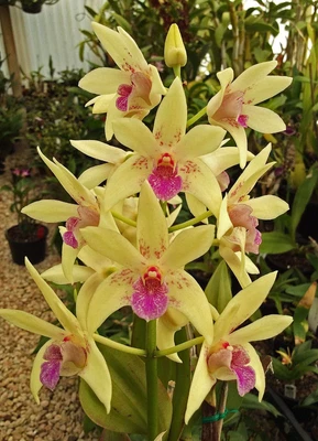 $10 • Buy Orchid -Dendrobium Special Memory