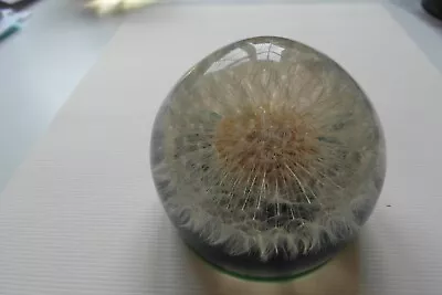 Dandelion Seed Paperweight Green Base. • £12.50