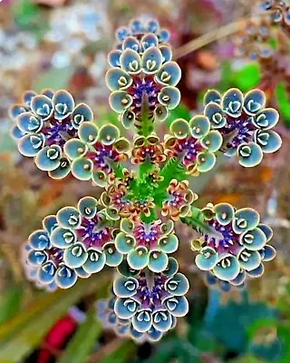 Mother Of Millions (Kalanchoe Tubiflora) Drought Tolerant Plant Seed -100 SEEDS • £8.03