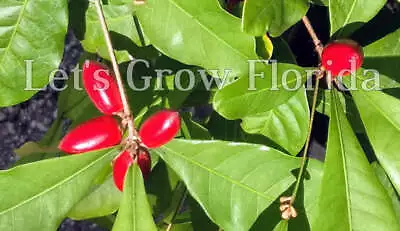 Miracle Fruit / Berry Tree Plant Synsepalum Dulcificum • $29.95