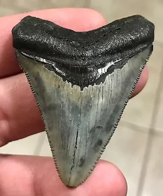 VERY PRETTY -S.W. FLORIDA LAND FIND- 2.39” X 1.85” Megalodon Shark Tooth Fossil • $64