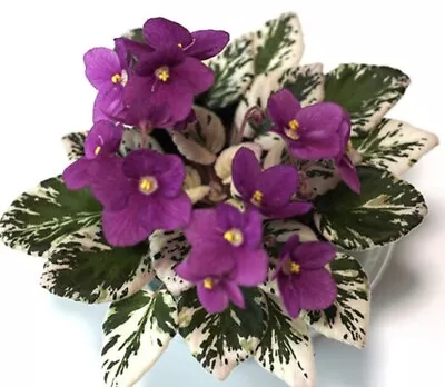 African Violet Rob's Macho Devil  .Large Plant . Variegated .Semi Miniature. • $17.99