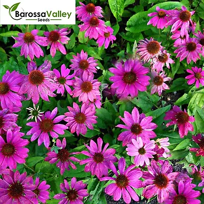 ECHINACEA PURPUREA  Seeds Grow FLOWERS • $4.61