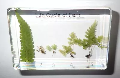 Maidenhair Fern Life Cycle Set Clear Lucite Block Education Plant Specimen T713 • $22