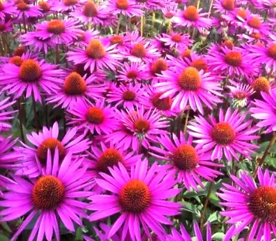 20 X ECHINACEA SEEDS-LAVENDER FLOWERS-PURPLE CONE FLOWER-MEDICINAL HERB PLANT • $7.95