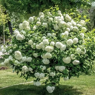 Old Fashioned Snowball Viburnum Shrub/Bush - 6-12  Tall - Live Plant - 4  Pot • $42.99