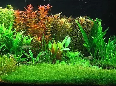£6.95 • Buy 50 + Eleocharis Parvula, Dwarf Hairgrass, Live Aquarium Aquatic Plant