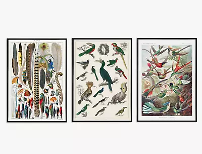 Vintage Birds Set Of 3 Art Prints Painting Living Room Posters Portrait Picture • £5.99