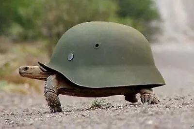 £6.88 • Buy Turtle In German Helmet WW2 Photo Glossy 4*6 In G027