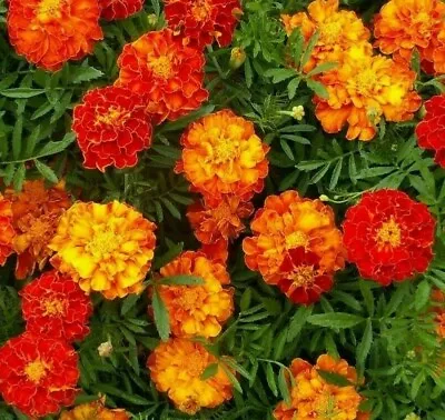 MARIGOLD SEEDS 100+ SPARKY MIX Flower GARDEN Annuals ORANGE Yellow FREE SHIPPING • $1.80