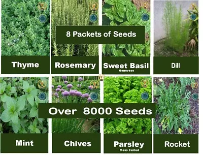 £5.99 • Buy Herb Packs Of SEEDS  Dill Thyme, Rosemary, Basil, Mint, Chives, Parsley 8 Packet