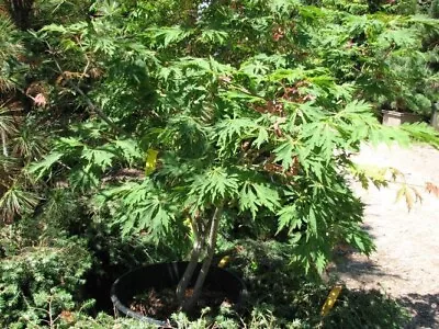 Acer Japonicum Dissectum In 9cm Pot Ideal Bonsai Subject • £15.75