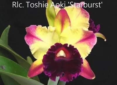 $12 • Buy RON Cattleya Orchid Rlc. Toshie Aoki 'Starburst' AM/AOS MERICLONE 50mm Pot
