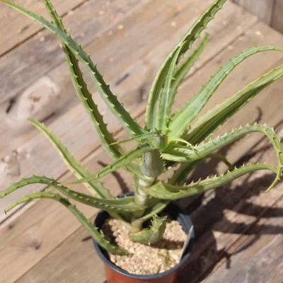 Aloe Arborescens Variegata - Candelabra Aloe Variegated - Live Plant - Waterwise • $23.50