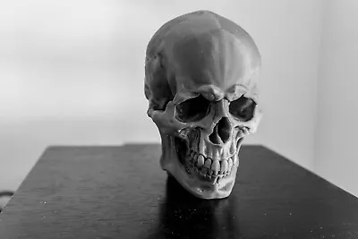 Large Skull Model • £13.99