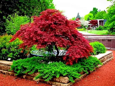 10 DWARF Japanese Red Linear Leaf Maple Tree Seeds Acer Scolopendrifolium Bonsai • $9.95