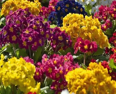 £4.49 • Buy 50 Polyanthus Primula Veris Elatior Mix Seeds - Perennial Seeds - 50 Seeds