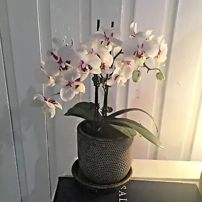 $28 • Buy Phalaenopsis ORCHID - Mini White Purple - IN FLOWER !