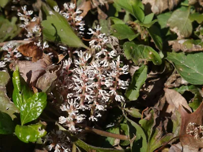 5 ALLEGHENY  SPURGE  Roots (Pachysandra Procumbens) • $7.95