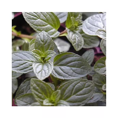 6 Mint Chocolate  Herb Plug Plants Grow Your Own Herb Garden. Herbs Chocolate • £12.99