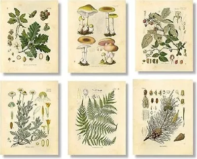 Vintage Botanical Prints | Woodland Plants By Ink Inc. | Set Of 6 8 X10  Unframe • $18.99