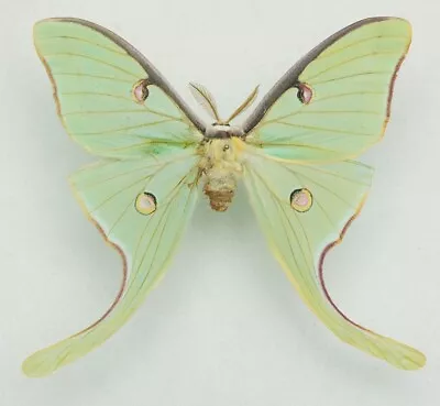 Saturniidae - Actias Luna - Luna Moth - Male • $10