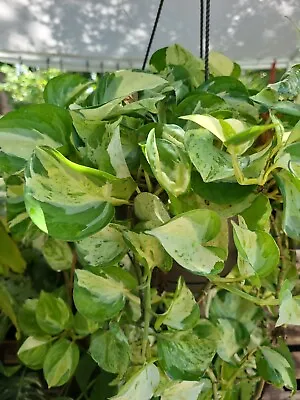 MANJULA POTHOS Variegated Epipremnum 3 Node Fresh Cutting  • $9.90