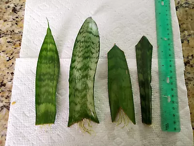 Snake Plant Cuttings (4) With Roots - Dracaena Trifasciata - 4 Cuttings • $6.45