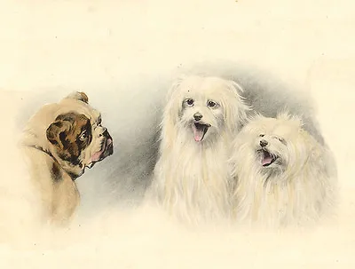 Maltese Charming Dog Greetings Note Card Two Beautiful Dogs And Bulldog • $3.11