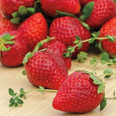 Ozark Beauty Everbearer Strawberry Plants (25 Bareroot Plants) • $25.46