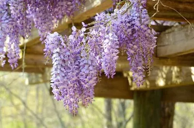 £11.16 • Buy Wisteria Sinensis Chinese Wisteria 30 Seeds 1W