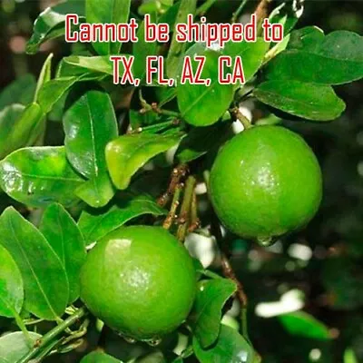 Key Lime Tree Live Plant Citrus Aurantifolia Fragrant Tropical Tree 2 H 2.5  Pot • $55.95